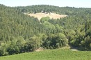 Chianti Forests