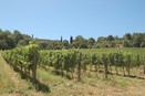 I Vigneti intorno a Bonorli Bonorli: I Vigneti