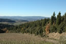 Chianti Landscape